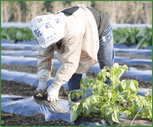 自然食をお手頃な価格で取り入れる方法