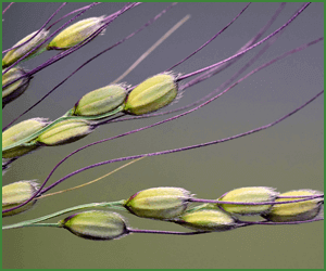 まずはプチマクロビから始めてみよう