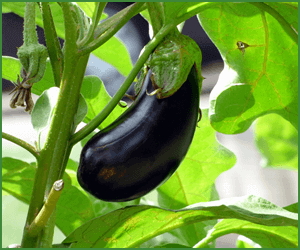 家庭菜園を始めるのもおすすめ