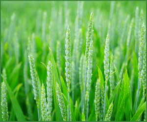 穀物菜食生活で起こる変化とは