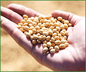 動物性蛋白質と植物性蛋白質の違い